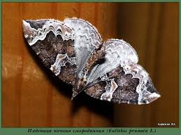 Attēlu rezultāti vaicājumam “Eulithis pyropata”