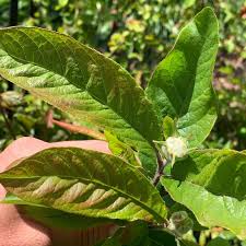 Attēlu rezultāti vaicājumam “Mespilus germanica leaf”