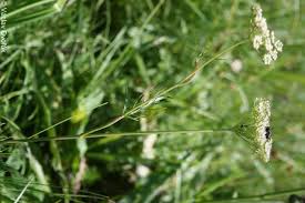 Attēlu rezultāti vaicājumam “Cnidium dubium”