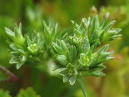 Attēlu rezultāti vaicājumam “Scleranthus annuus flower”