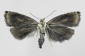 Attēlu rezultāti vaicājumam “Olethreutes arcuella”