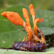 Attēlu rezultāti vaicājumam “Cordyceps polyarthra”