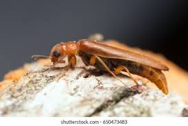 Attēlu rezultāti vaicājumam “Hylecoetus dermestoides”