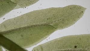 Attēlu rezultāti vaicājumam “Fissidens osmundoides”