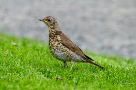 Attēlu rezultāti vaicājumam “Turdus pilaris adult”