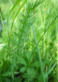Attēlu rezultāti vaicājumam “Carum carvi leaf”