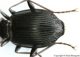 Attēlu rezultāti vaicājumam “Limodromus assimilis”