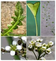 Attēlu rezultāti vaicājumam “Capsella bursa-pastoris fruit”