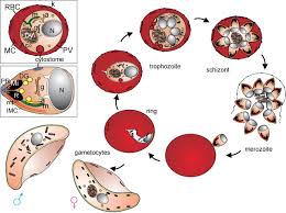 Attēlu rezultāti vaicājumam “Enteridium variabile plasmodium”