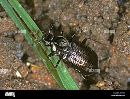 Attēlu rezultāti vaicājumam “Loricera pilicornis”