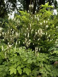 Image result for Silberkerze