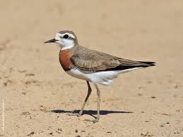 Image result for Charadrius asiaticus