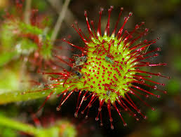 Attēlu rezultāti vaicājumam “Drosera rotundifolia leaf”