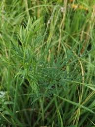 Attēlu rezultāti vaicājumam “Cnidium dubium”