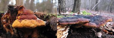 Attēlu rezultāti vaicājumam “Gloeophyllum odoratum”