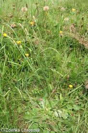Attēlu rezultāti vaicājumam “Hypochaeris radicata bud”