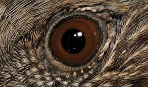 Attēlu rezultāti vaicājumam “Prunella modularis adult”