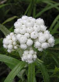 Attēlu rezultāti vaicājumam “Anaphalis margaritacea flower”
