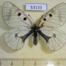 Attēlu rezultāti vaicājumam “Parnassius mnemosyne underside”