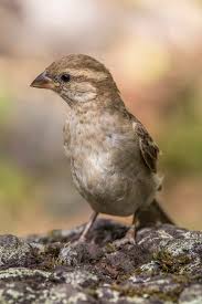 Attēlu rezultāti vaicājumam “Passer domesticus juvenile”
