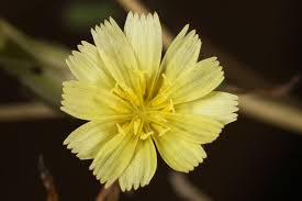 Attēlu rezultāti vaicājumam “Lactuca serriola”