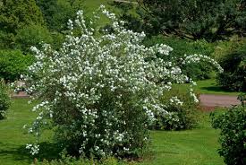 Attēlu rezultāti vaicājumam “Philadelphus lemoinei”