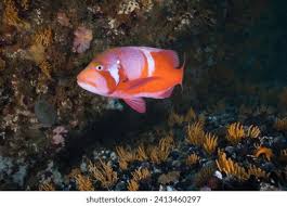 Image result for Chrysoblephus laticeps