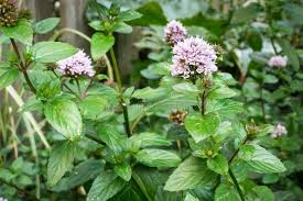 Image result for Menta x piperita