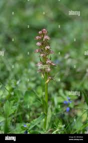 Attēlu rezultāti vaicājumam “Coeloglossum viride leaf”
