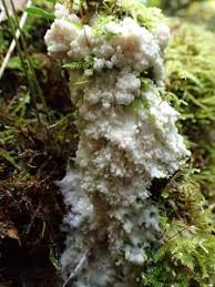 Attēlu rezultāti vaicājumam “Brefeldia maxima”