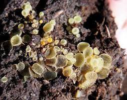 Attēlu rezultāti vaicājumam “Ascobolus furfuraceus”