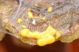 Attēlu rezultāti vaicājumam “Physarum obscurum”