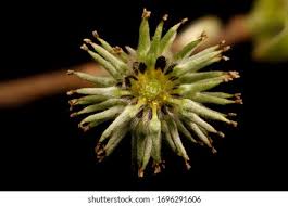 Attēlu rezultāti vaicājumam “Salix cinerea female flower”