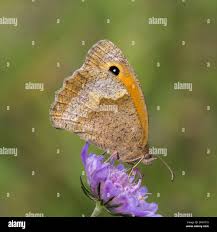 Attēlu rezultāti vaicājumam “Maniola jurtina female”