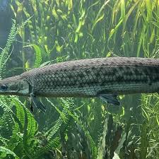 Image result for Lepisosteus osseus