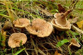 Attēlu rezultāti vaicājumam “Hydnellum sp.”