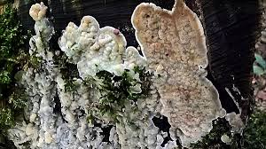 Attēlu rezultāti vaicājumam “Physisporinus vitreus”