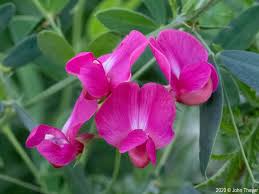Attēlu rezultāti vaicājumam “Lathyrus tuberosus leaf”