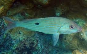 Image result for Lutjanus synagris
