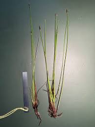 Attēlu rezultāti vaicājumam “Eleocharis uniglumis leaf”