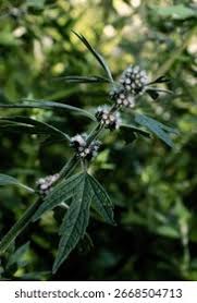 Attēlu rezultāti vaicājumam “Leonurus quinquelobatus”