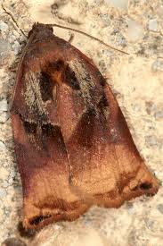 Attēlu rezultāti vaicājumam “Archips podana”