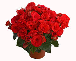 Image result for Бегония Элатиор 12х22 4601887072423