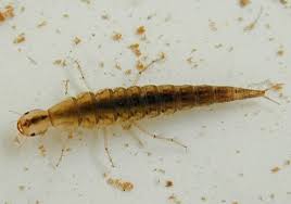 Attēlu rezultāti vaicājumam “Dytiscidae”