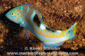 Image result for Halichoeres radiatus