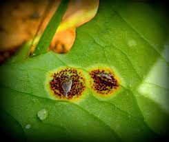 Attēlu rezultāti vaicājumam “Pucciniales”