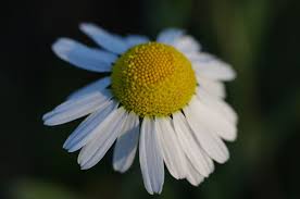 Attēlu rezultāti vaicājumam “Tripleurospermum inodorum”