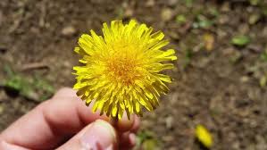 Image result for diente de leon