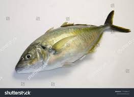 Image result for Pseudocaranx dentex