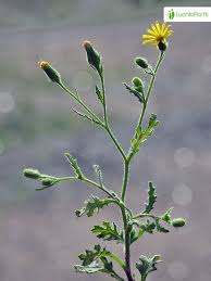 Attēlu rezultāti vaicājumam “Senecio viscosus flower”